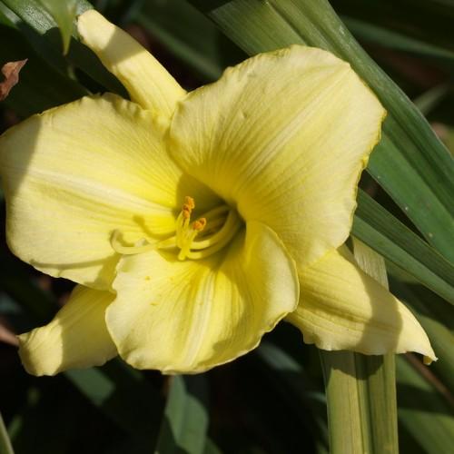 Yellow flower,with yellow stigma, orange anthers , yellow filaments and yellow-green leaves.
