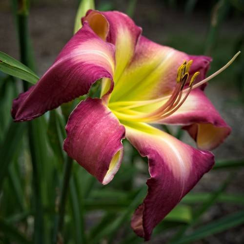 midnight purple flower with lime yellow centers and stamens, green stem, and green leaves