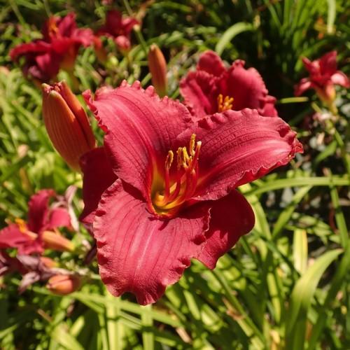Red flower with yellow center, white stigma, red-yellow style, yellow anthers, red-yellow filaments, lime-orange buds and green leaves