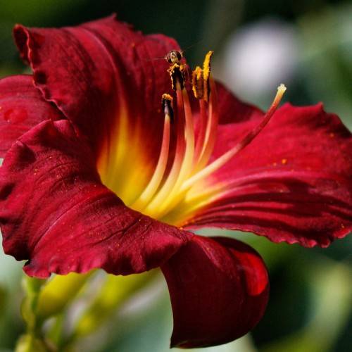 maroon flower with curvy petals, yellow center, and stamens