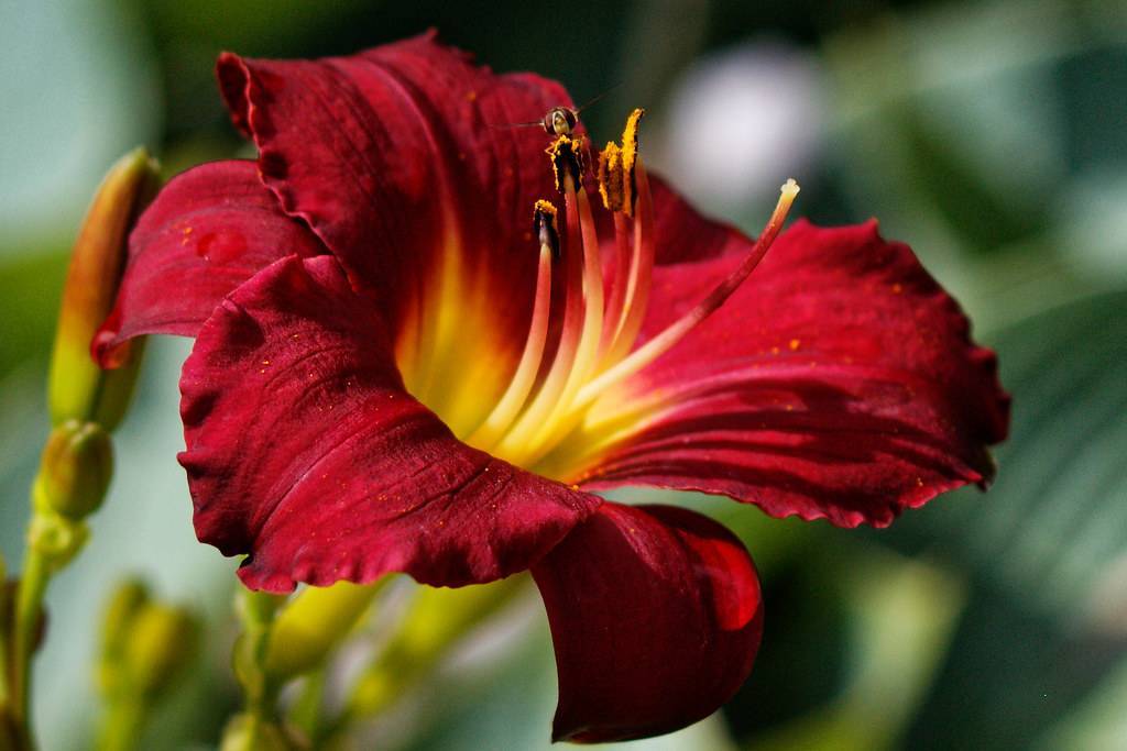 maroon flower with curvy petals, yellow center, and stamens