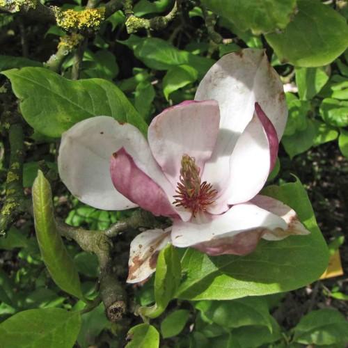 A delicate pink-white flower growing above dark-green leaves with brown twigs.
