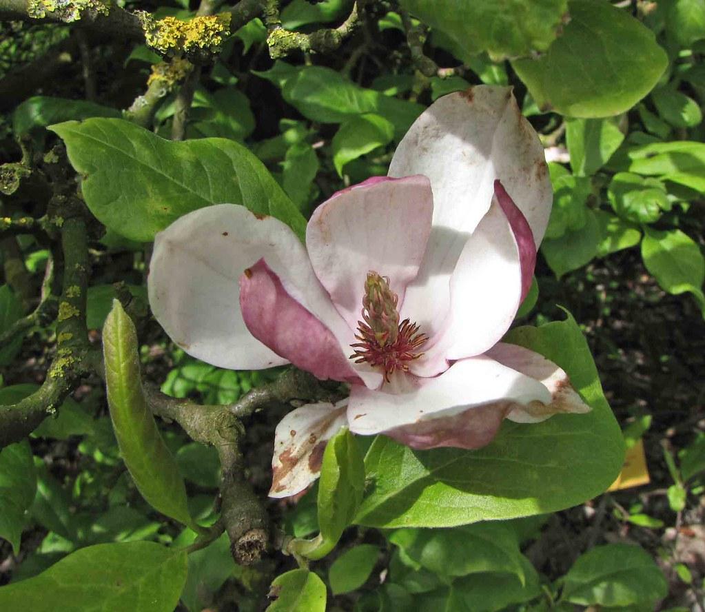 A delicate pink-white flower growing above dark-green leaves with brown twigs.