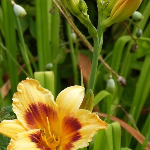 Yellow-brown flower with yellow center, yellow stigma, yellow style, brown-yellow anthers, yellow filament, brown-green buds and green leaves.