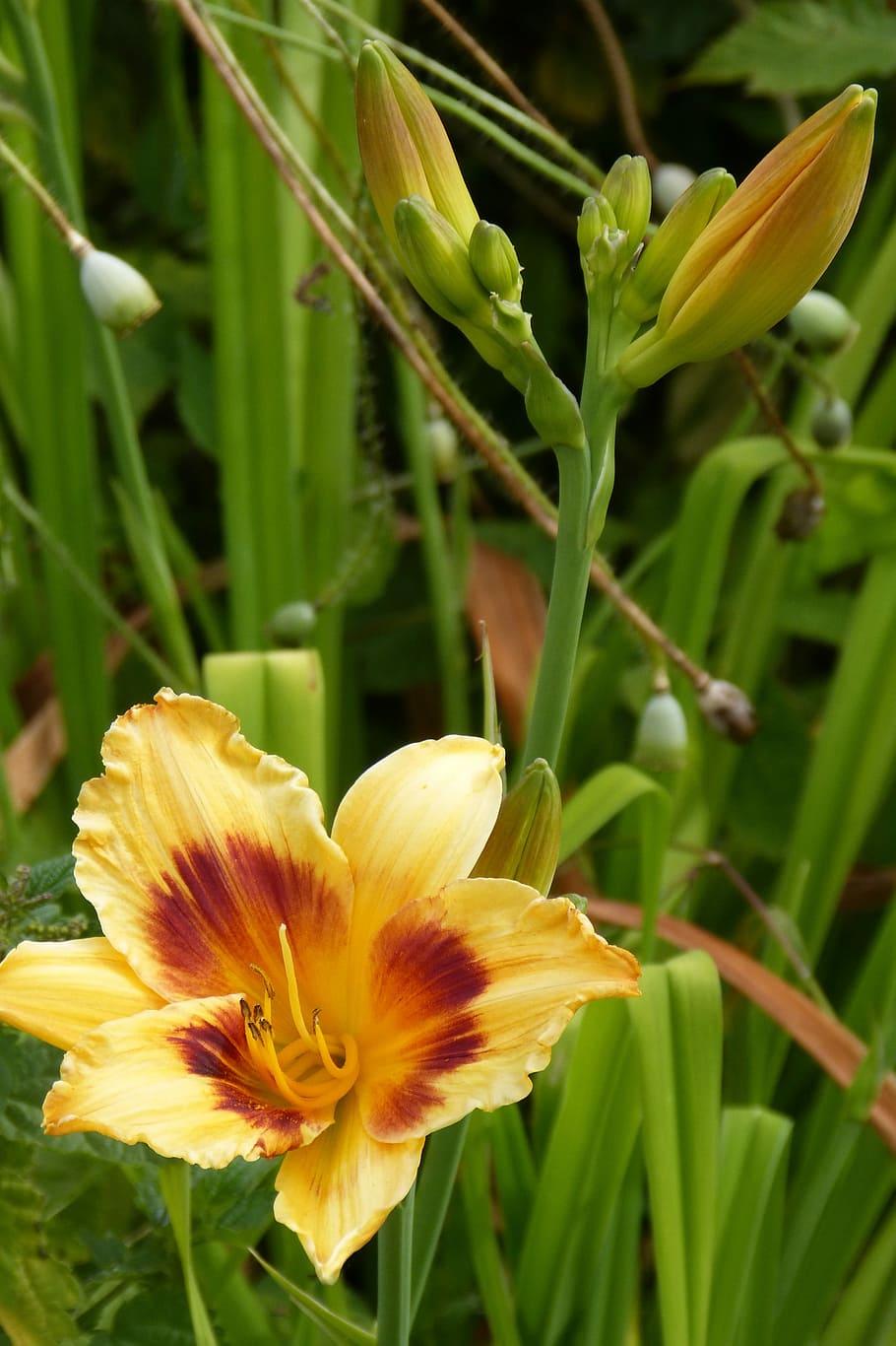 Yellow-brown flower with yellow center, yellow stigma, yellow style, brown-yellow anthers, yellow filament, brown-green buds and green leaves.