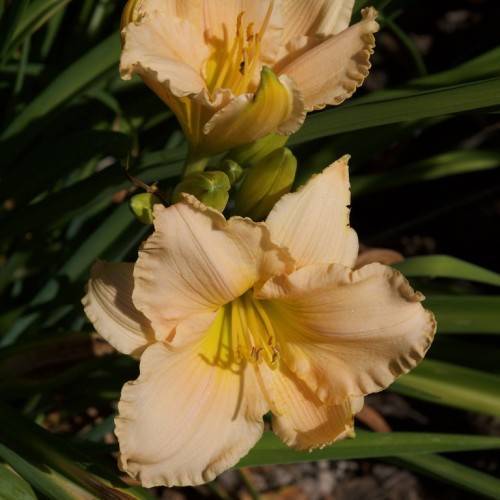creamy peach flowers with curvy petals, lime yellow center, and stamens, green, grass-like leaves, and yellow-green buds