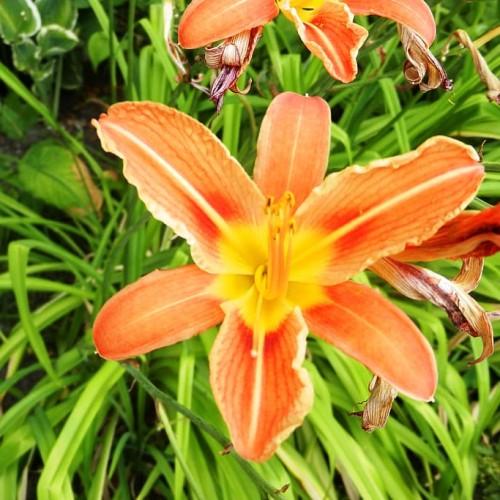 Orange flower with yellow center, white stigma, yellow style, yellow-brown anthers, orange-yellow filaments, green stems and leaves.