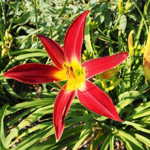 deep red flower with yellow center, red-yellow stamens, and green, grass-like leaves