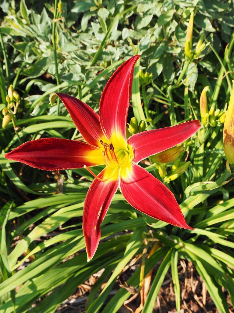 deep red flower with yellow center, red-yellow stamens, and green, grass-like leaves
