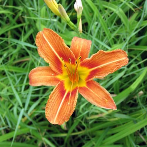 Orange flower with yellow center, white stigma, yellow style, yellow-black anthers, orange-yellow filaments,  lime-greenbuds, light-green petiole, green stems and leaves.