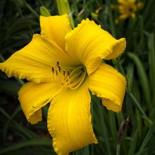 Daylily (Hemerocallis 'Friend Jack') displaying yellow flower with intricate patterns of petals, brown stamens and green leaves