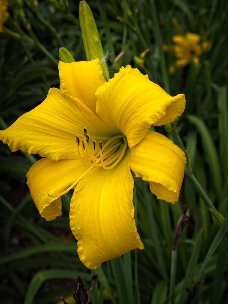 Daylily (Hemerocallis 'Friend Jack') displaying yellow flower with intricate patterns of petals, brown stamens and green leaves