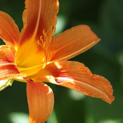Orange flower with yellow center, white stigma, yellow style, yellow-brown anthers and orange-yellow filaments