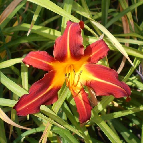 Maroon-yellow flower with yellow center, yellow stigma, marron-yellow style, brown anthers maroon-yellow filaments and light-green leaves