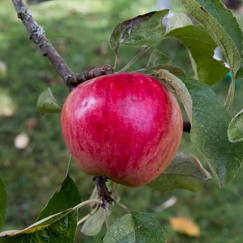 a red fruit with green leaves and green-brown stems and branches