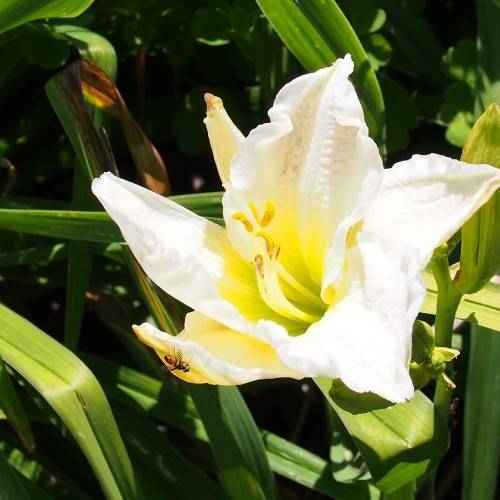 green leaves with white petals and yellow stamen
