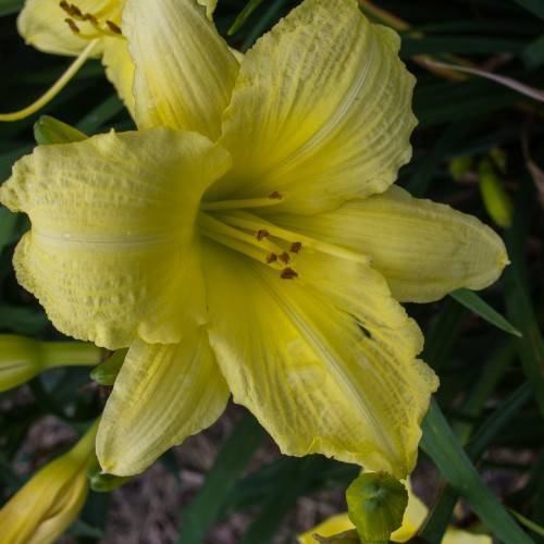 Bright yellow curved petals and brown stamens above dark green leaves and green stem