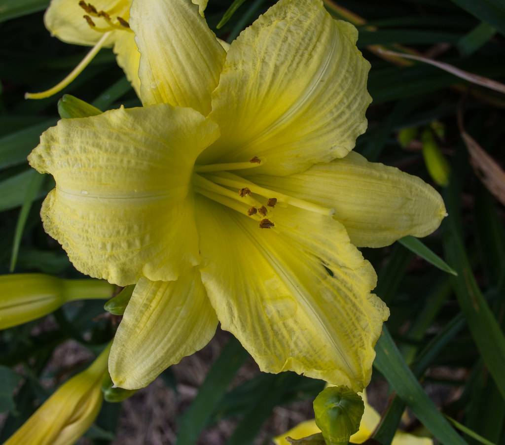 Bright yellow curved petals and brown stamens above dark green leaves and green stem