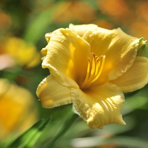 Yellow flower with white stigma, yellow style, brown-yellow anthers, yellow filaments, lime-yellow buds green leaves and stems