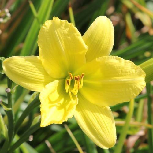 Bright yellow curved petals and brown stamens above dark green leaves and green stem