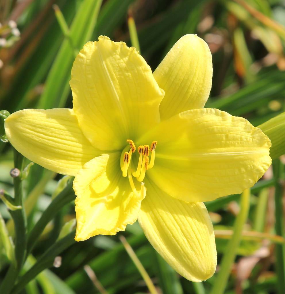 Bright yellow curved petals and brown stamens above dark green leaves and green stem