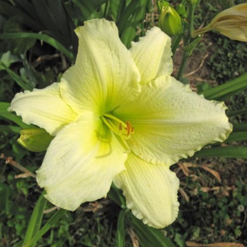 Off-white flower with lime center, lime stigma, lime style brown anthers lime filaments and green leaves.
