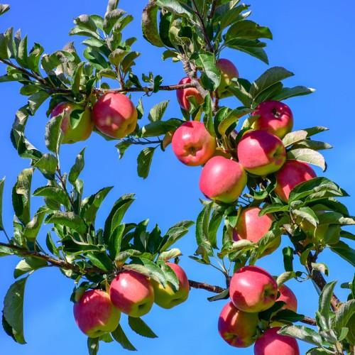 brown branches consisting green leaves and pink-green fruits (Apples).