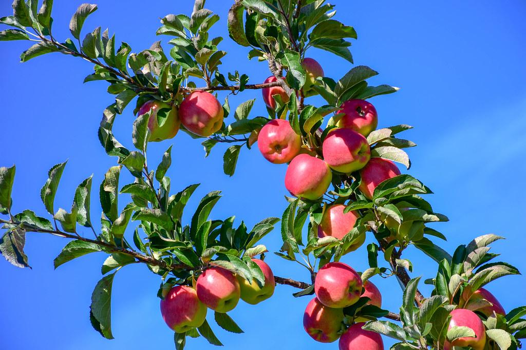 brown branches consisting green leaves and pink-green fruits (Apples).