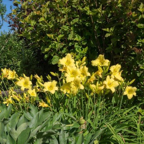 yellow flowers with multiple blooms on green stems above leaves