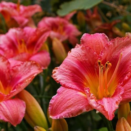 Pink flower with yellow center, white stigma, pink-yellow style, yellow-brown anthers, yellow-pink filaments and yellow pink buds