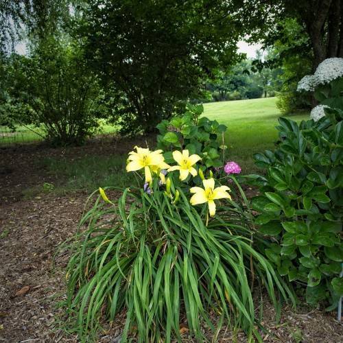 light yellow flowers and lime-yellow buds along narrow, grass-like, green leaves