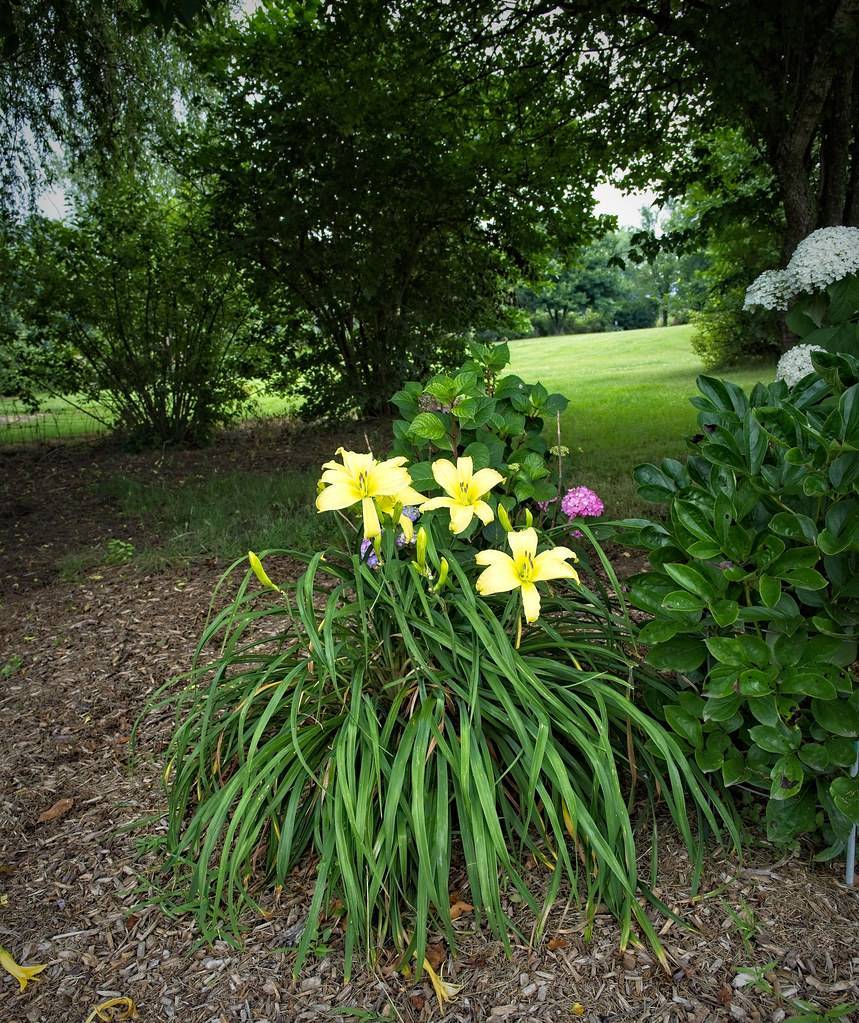 light yellow flowers and lime-yellow buds along narrow, grass-like, green leaves