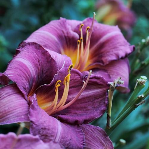 Purple flower with orange center, white stigma, light-purple style, yellow-black anthers, yellow-purple filaments and green stems