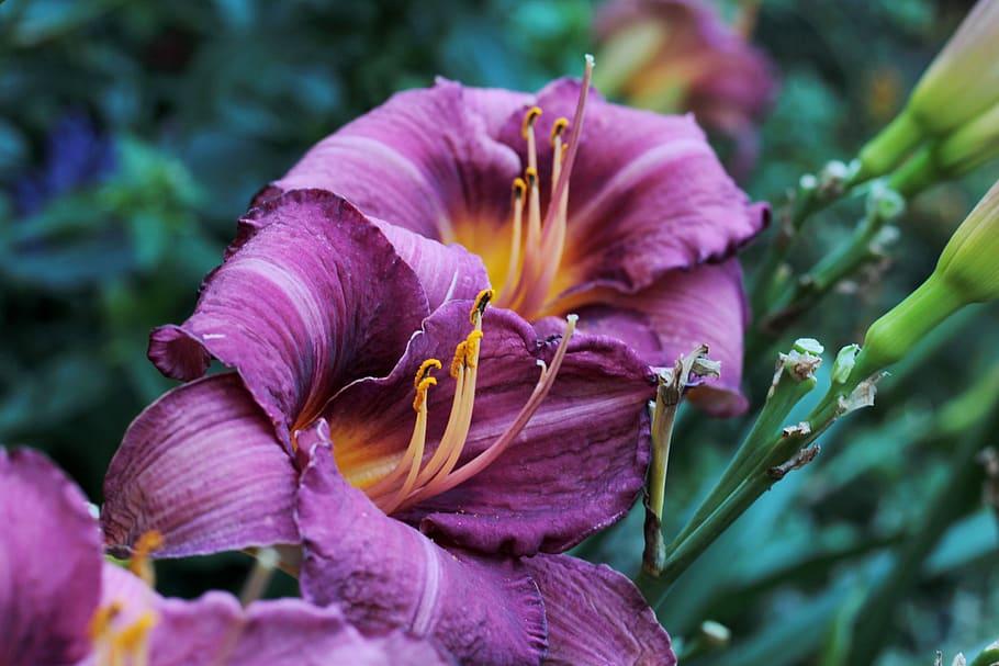 Purple flower with orange center, white stigma, light-purple style, yellow-black anthers, yellow-purple filaments and green stems