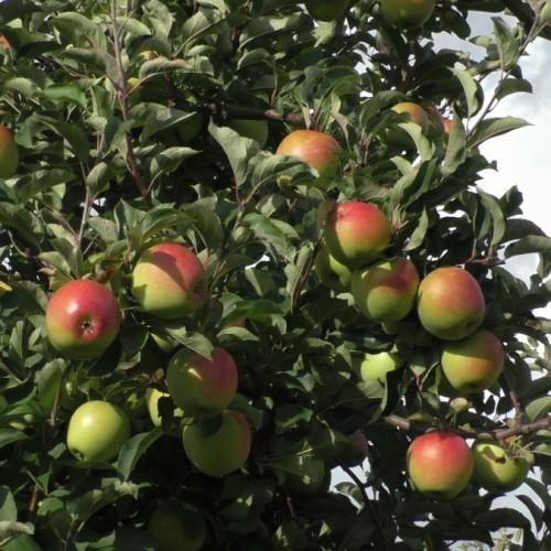 pink-green fruits with green leaves and brown stems and branches