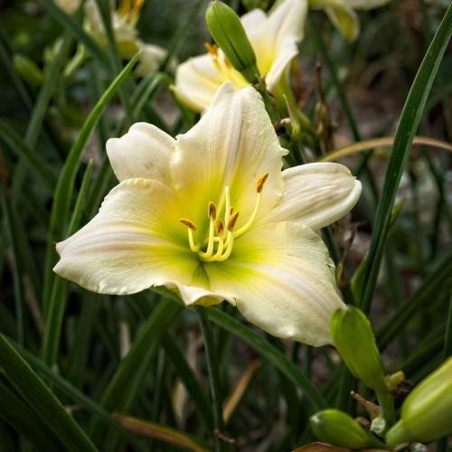 creamy white flowers with off-white stamens, green buds, and narrow, grass-like, green leaves