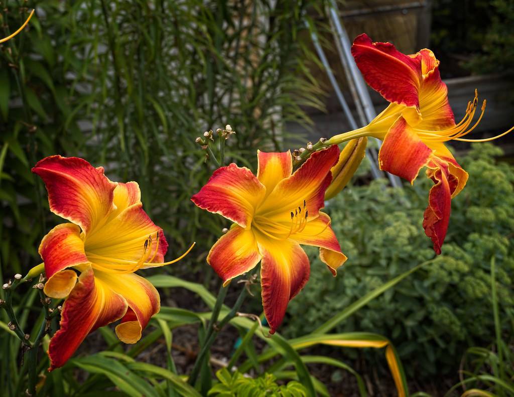 deep yellow to red flowers with long, yellow stamens, dark green stems, and yellow petioles