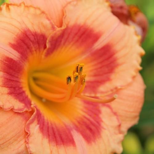 Orange-red flower with orange cnter, yellow stigma, orange style, orange-black anthers and orange filaments