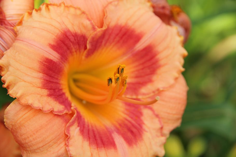 Orange-red flower with orange cnter, yellow stigma, orange style, orange-black anthers and orange filaments