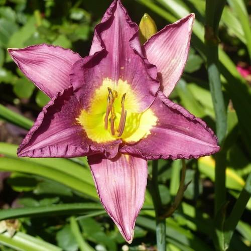 Magenta flower with yellow center, white stigma, magenta style, yellow-magenta anthers, magenta filaments and green leaves