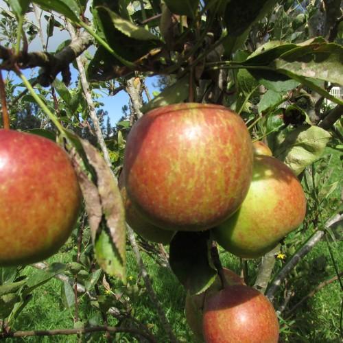 Brown twig, consisting green leaves and red-green fruits (Apples).