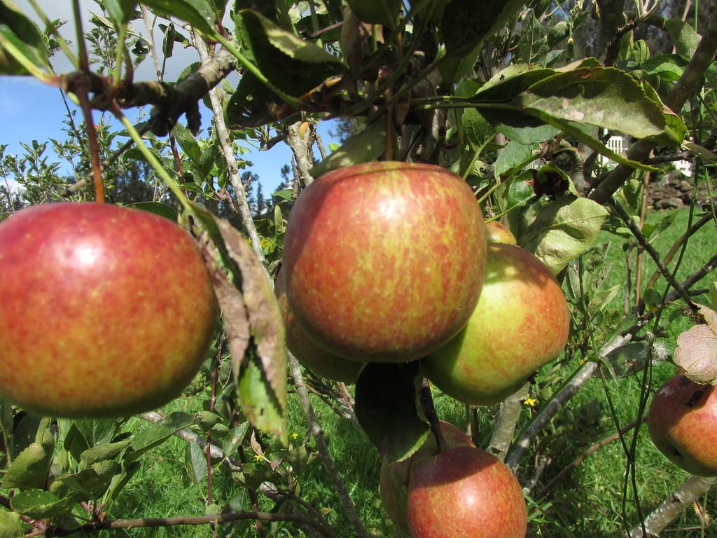 Brown twig, consisting green leaves and red-green fruits (Apples).