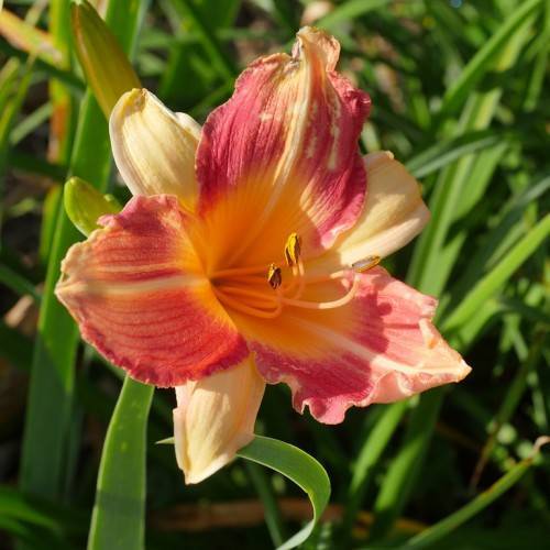 beige pink to pink flowers with yellow stamens, yellow-green buds, and narrow, grass-like, green leaves