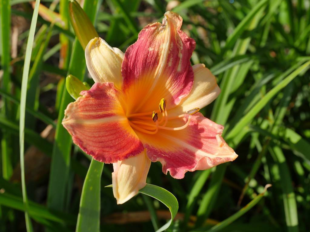 beige pink to pink  flowers with yellow stamens, yellow-green buds, and narrow, grass-like, green leaves