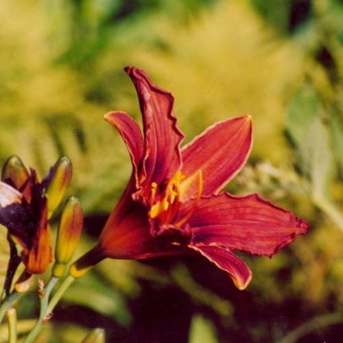 Red flower with yellow center. yellow stigma, yellow-red style, yellow anthers, yellow-red filaments, yellow petiole, yellow-red bud and light-green stems