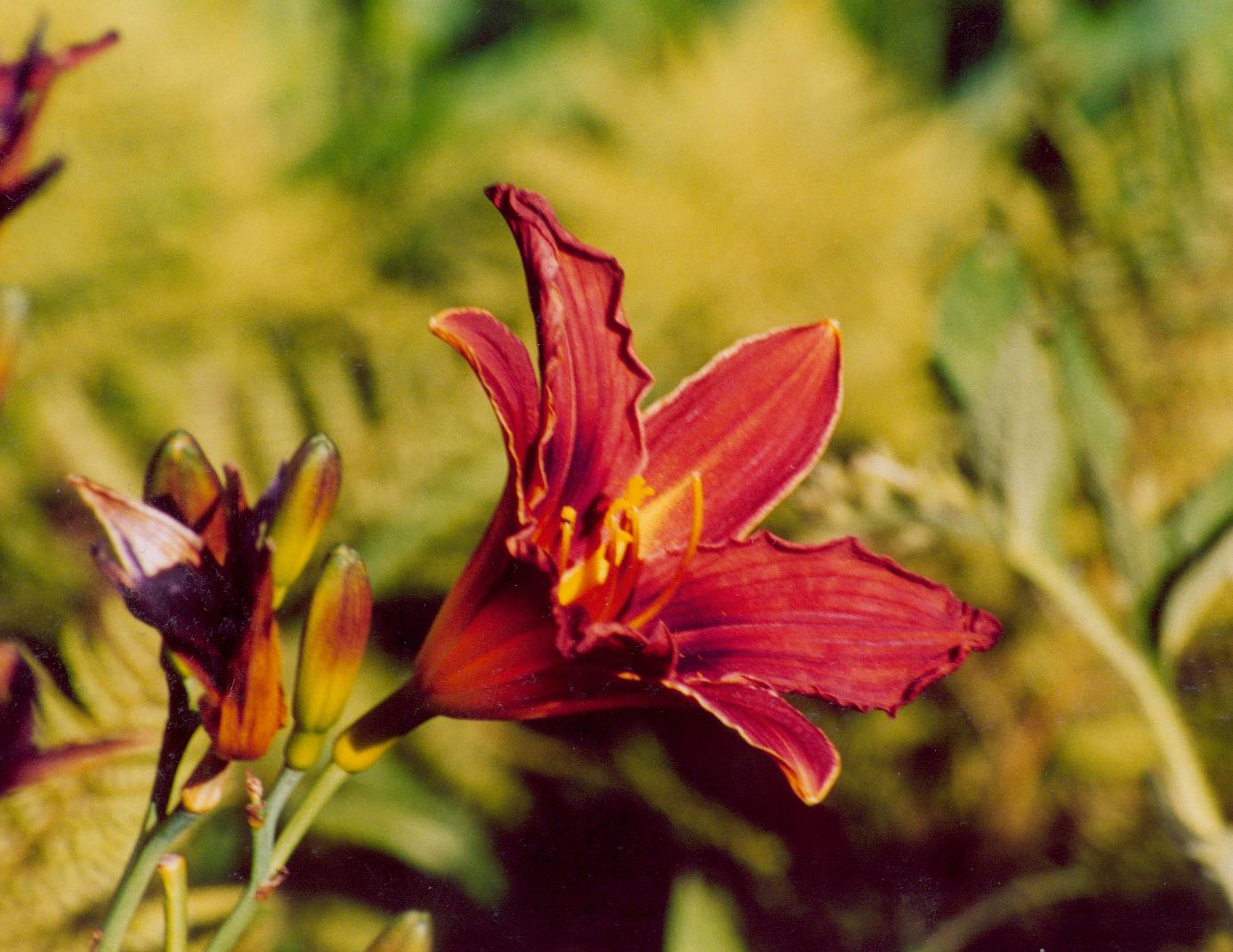 Red flower with yellow center. yellow stigma, yellow-red style, yellow anthers, yellow-red filaments, yellow petiole, yellow-red bud and light-green stems