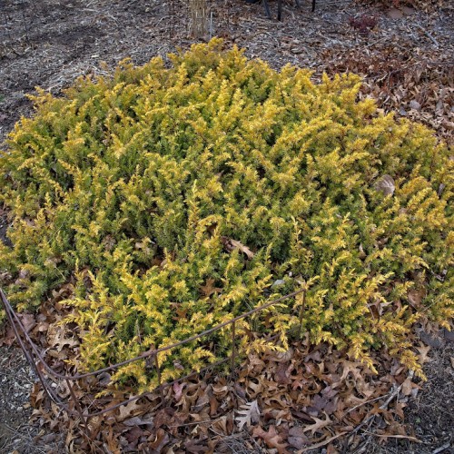 Yellow-green leaves beige stems.