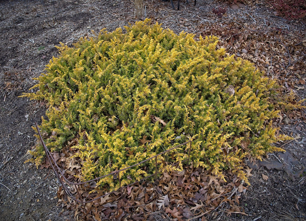 dense and compact shrub with yellow-green leaves