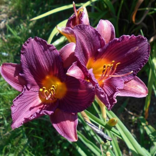 Purple flower with orange center, white stigma, light-purple style, yellow-black anthers, yellow-purple filaments, yellow-green buds, yellow petiole, green leaves and green stems