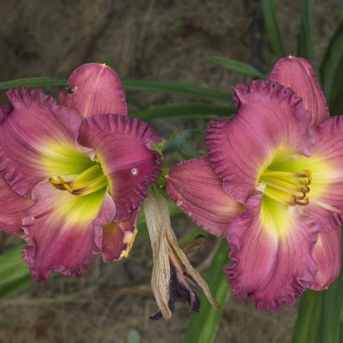 midnight purple colored flowers with yellow stamens, green stems, and green leaves